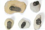 Lot: Assorted Devonian Trilobites - Pieces #119900-1
